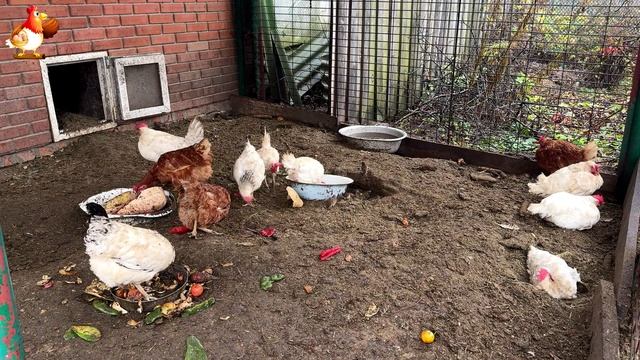 Куры осенью очень счастливы 🤗😂😜  (19)