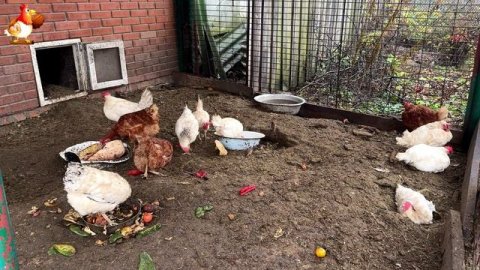 Куры осенью очень счастливы 🤗😂😜 (19)