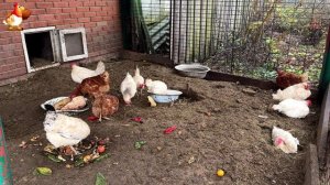 Куры осенью очень счастливы 🤗😂😜  (19)