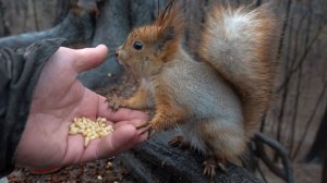 Немного о Рыжей. Зарисовка
