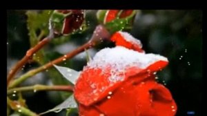 Любовь в прощениях растет... Слова, муз. и исп. Самуил Фрумович Rutub