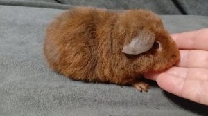 американский тедди лилово - золотой