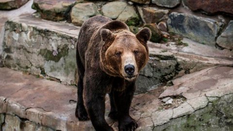 Медведи не впали в спячку из-за аномально теплой осени в Армении. Снегопады в Беларуси. Погода в СНГ