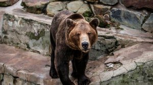 Медведи не впали в спячку из-за аномально теплой осени в Армении. Снегопады в Беларуси. Погода в СНГ