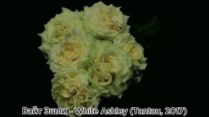 ЛИДЕРЫ ПРОДАЖ ЧАЙНО ГИБРИДНЫХ РОЗ 2025 ГОДУ