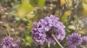 В Сочи расцвела сирень