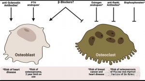 Небиволол спасает кости: взаимосвязь между ремоделированием костей и энергетическим метаболизмом