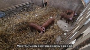 Ep.253 It Is As Gross As It Sounds (Russian Subtitles)