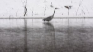 Серая Цапля, наблюдение птиц в Великом Новгороде, 25 ноября 2025