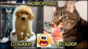 Смешные животные. Кошки и собаки видео.
