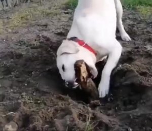 Отличный помощник на даче!🙂