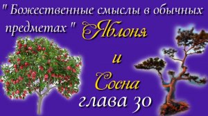 30) Яблоня и Сосна