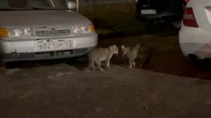 Драка кошек 24.11.2025