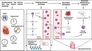 Тренированный иммунитет при инфаркте миокарда: от механизмов к трансляционному потенциалу