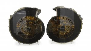 Аммонит, полированные половинки, Ульяновская область