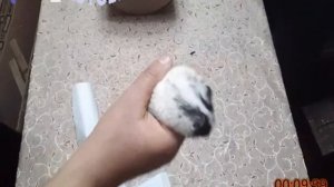 Делаем бюджетное колесо для хомячка