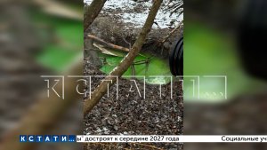 Из-за ошибки коммунальщиков городское озеро в Кстове позеленело