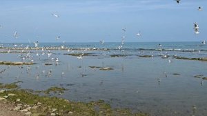 Каспийское море. Махачкала. Редукторный
 ноябрь 2025