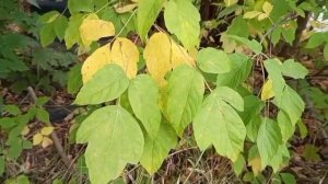 #люблю свой город и гулять снимая осень шикарную