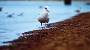 Мир живой природы