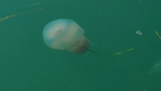 медуза Чёрного моря