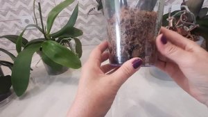 Что происходит с орхидеей бабочкой Брауни. Отобрала орхидеи для пересадки.