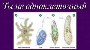 Ты не одноклеточный:)