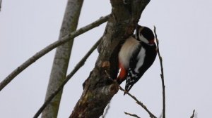 Большой Пёстрый Дятел, наблюдение птиц в Великом Новгороде, 25 ноября 2025