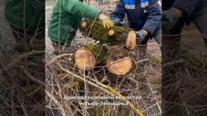 🪵Во Владимире приступила к работе бригада по опиловке и валке деревьев.