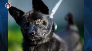 Шиппик ищет дом! Подопечный Первоуральского Приюта может стать хорошим другом заботливым хозяевам!