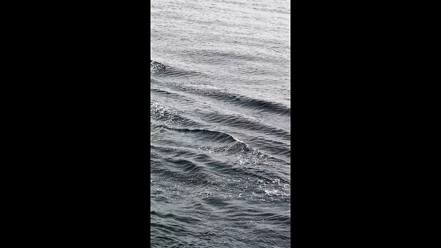 дельфины в Чёрном море