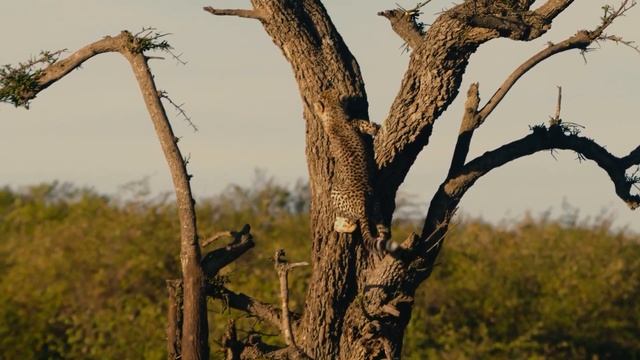 ПРЕКРАСНАЯ МУЗЫКА! МУЗЫКА ДЛЯ ДУШЕВНОГО ПОКОЯ. РЕЛАКС/RELAX