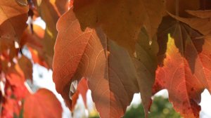 Мой осенний сад. Листопадные шедевры.