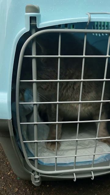 пристройство одного кота Кот Ашот харизмой взял❤️ Возьми кота с приюта всем любви слепыш дома смотреть онлайн