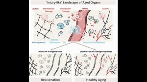 Старение - рана, которая никогда не заживает