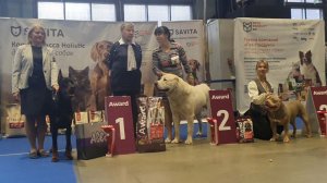 22.11.2025, СПб. Клуб "Ассамблея" (РКФ, РФОС). Выставка собак САС 2 группы FCI