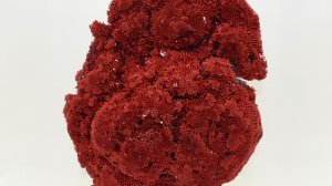 Красный Коралл 1886 г, Бермудские острова