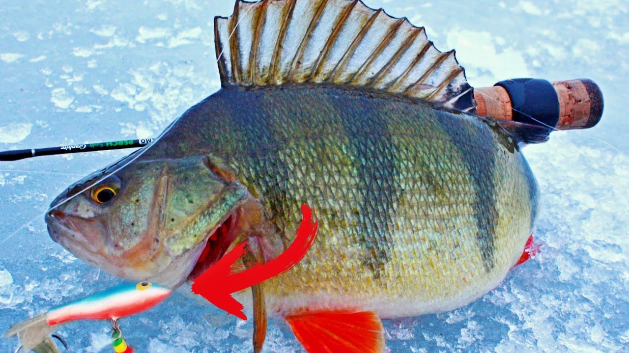 Ловим Окуня на Блесну. Зимняя рыбалка с эхолотом. Лучшие Поклёвки