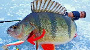 Ловим Окуня на Блесну. Зимняя рыбалка с эхолотом. Лучшие Поклёвки