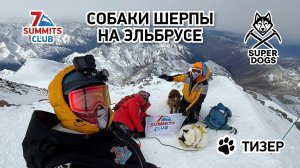 Собаки-шерпы на Эльбрусе. Восхождение, которое войдёт в историю!