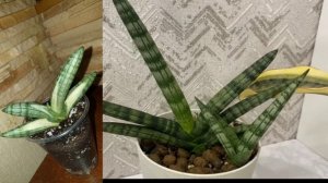 Обзор моей коллекции сансевиерий🪴Часть 5
A Review of My Sansevieria Collection🪴Part 5