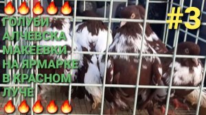 🔥🔥🔥 Голуби Алчевска, Макеевки на ярмарке в г.Красный Луч. Птичий рынок 22.11.25. Часть 3. Pigeons