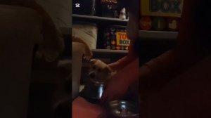 Выхаживаю Снежка