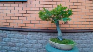 БонZай клён японский Осаказуки лето 2025 год