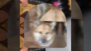 1000040973.mp4 (Собака смотрит на монтаж электропроводки (распайку р/коробок) в доме А-фрейм)