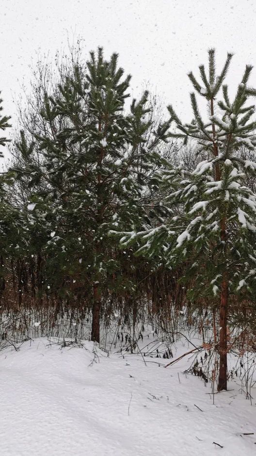 А снег идет, пришла зима #снег #зимапришла #тверь #снегопад #завалилоснегом #зимаблизко #зимавРоссии