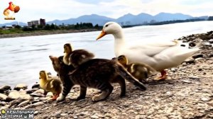 Утята и Цыплята - Кошки и котята, Собаки и щенята (314) Хвостики да Усики ❣️