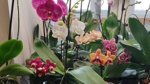 Цветение фаленопсисов часть 1