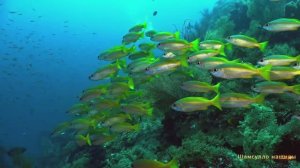 #Коран#АнНисаъ#СамыеКрасивыеМеста#Relaxation##Islam#Quran#AnNisa'#Minshawiy #4кВидео#10часть#