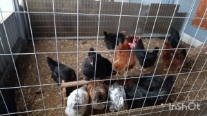 25-11-2025. Семья ЛЕГГОРН+АМЕРАУКАНЫ получится 😀👍